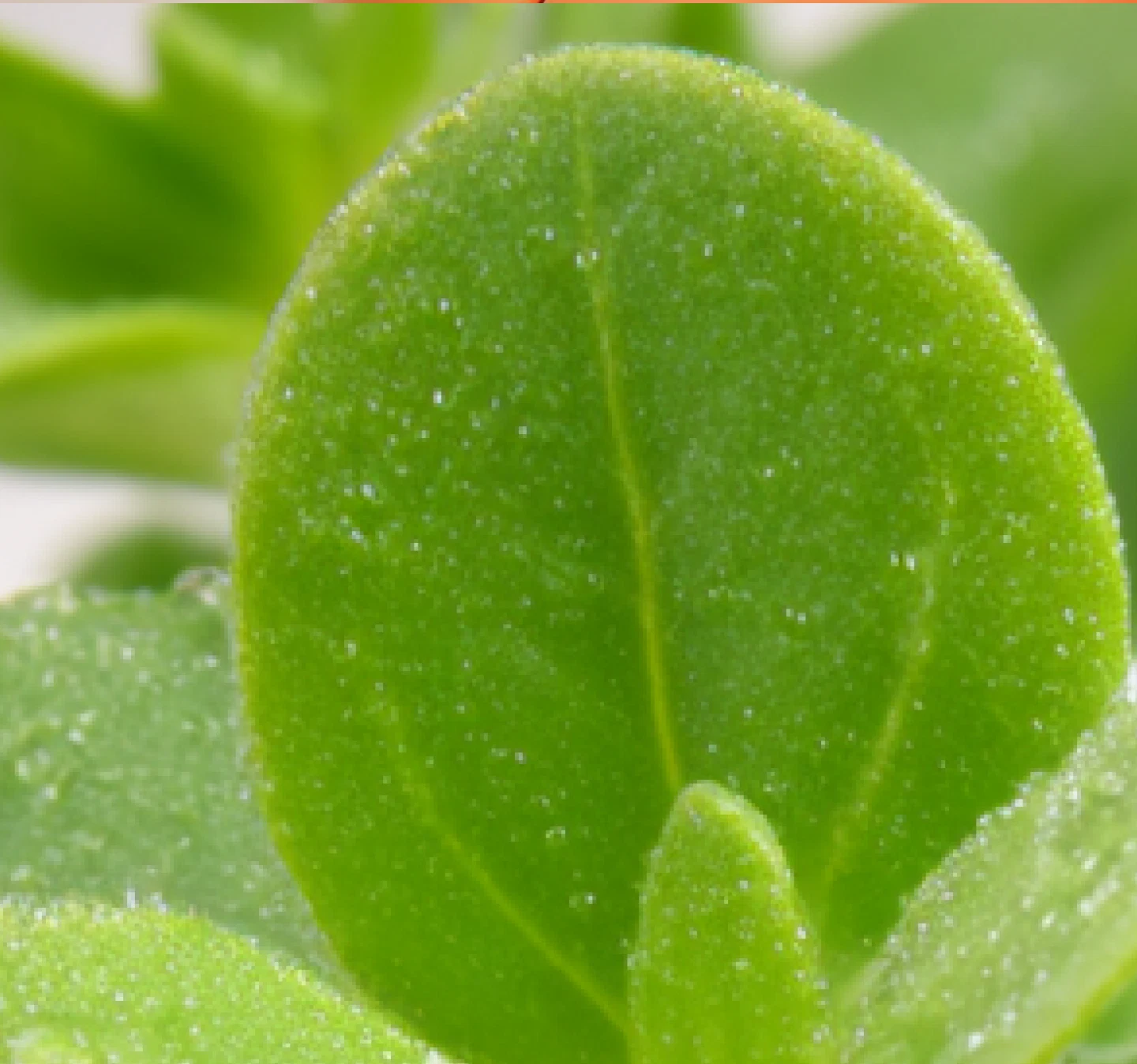 A leaf covered in water drops