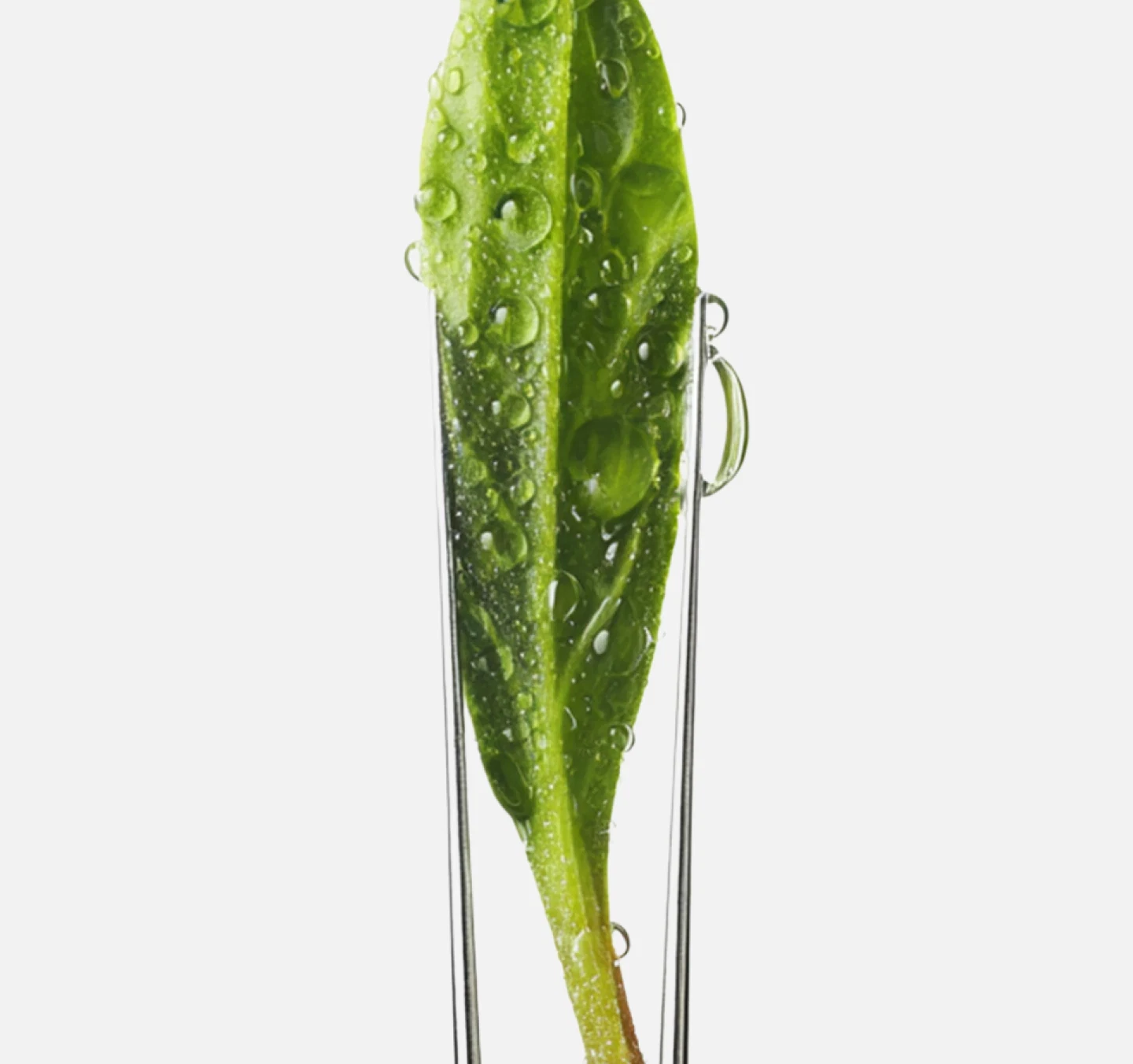 A leaf held in a glass form